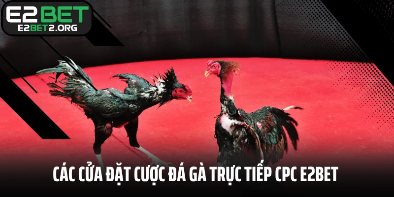 Các cửa đặt cược đá gà trực tiếp CPC E2BET phổ biến