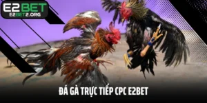 Đá Gà Trực Tiếp CPC E2BET