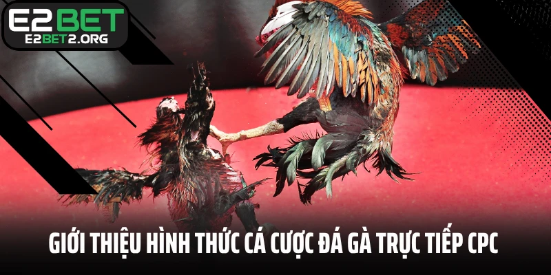 Giới thiệu hình thức cá cược đá gà trực tiếp CPC E2BET