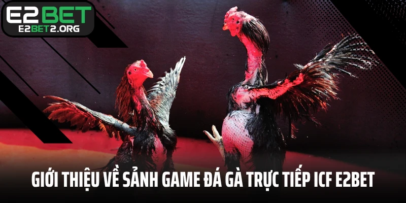 Giới thiệu về sảnh game đá gà trực tiếp ICF E2BET