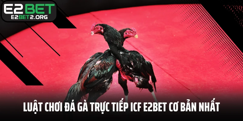Luật chơi đá gà trực tiếp ICF E2BET cơ bản nhất